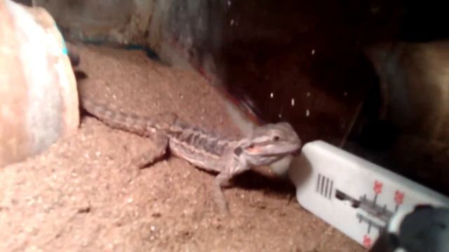 Бородатая агама ест смотреть онлайн