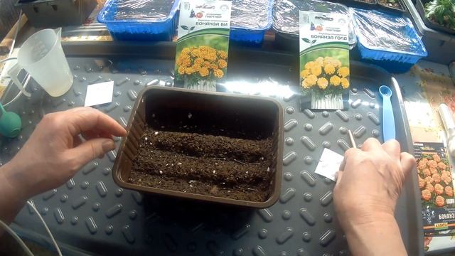 Посев бархатцев на рассаду. 25.03.23 Перелив посевов. Как исправить. смотреть онлайн