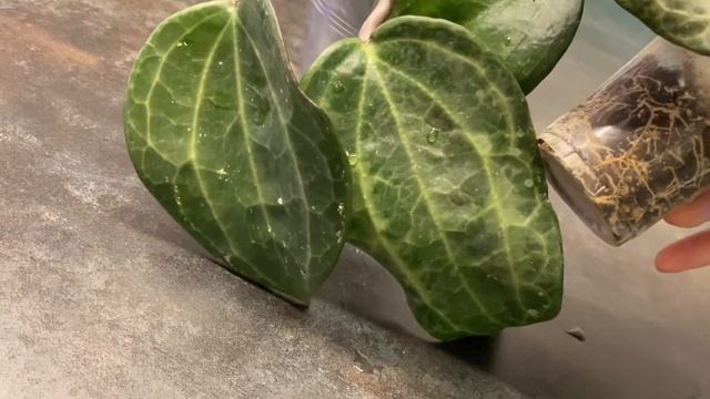 Хойя кландестина( Hoya clandestina). Надеюсь она вам также понравится, как и мне смотреть онлайн