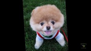 Жизненный позитив - Померанский шпиц Бу   самая популярная собака Фейсбука