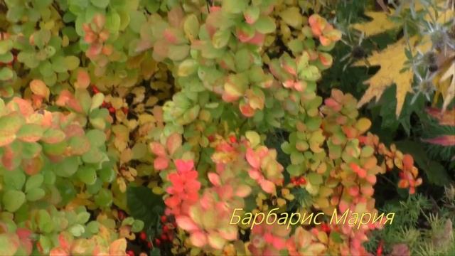 Сад осенью в огне красок! Осенний сад в Подмосковье и в Молдове!)) Декоративные кустарники осенью смотреть онлайн