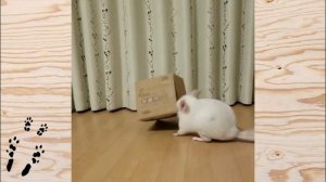 Лучшие приколы про ШИНШИЛЛ! Смешные ШИНШИЛЛЫ! Funny chinchillas❤#21