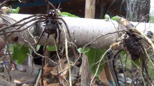 СУШКА ЧЕРЕМИЦЫ из жизни ОТШЕЛЬНИКА в ДЕВСТВЕННОЙ ТАЙГЕ camping, outdoor, survival, bushcraft, поход