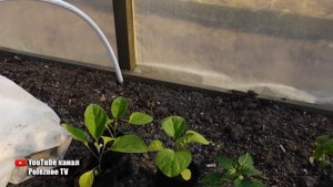 ЗАПОМНИТЕ ЭТУ ШПАРГАЛКУ КОГДА ВЫСАЖИВАТЬ РАССАДУ В ОТКРЫТЫЙ ГРУНТ И ТЕПЛИЦУ!