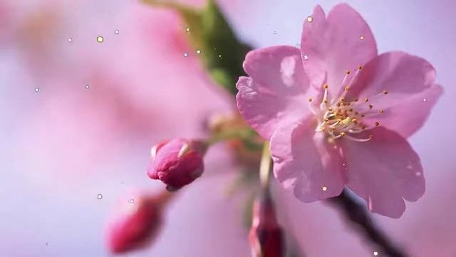 Музыка гармонии ❁ умиротворения