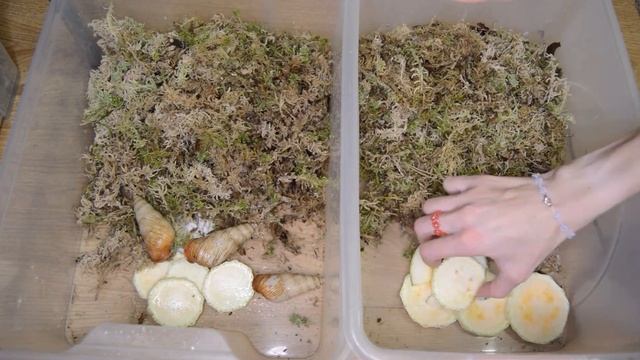 КОРМЛЕНИЕ УЛИТОК ГАММАРУСОМ | ПЕРЕЕЗД 2 ЧАСТЬ смотреть онлайн