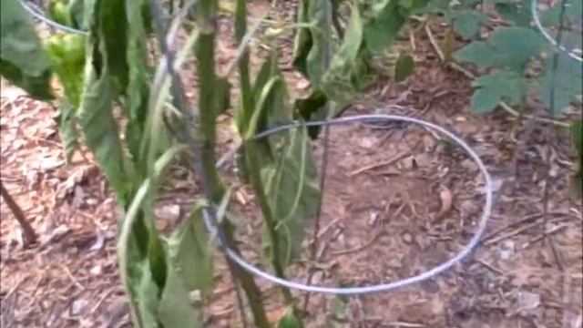 Pepper, Marconi (05July13) смотреть онлайн