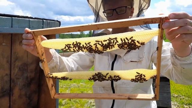 Первый опыт БЕЗВОЩИННОГО пчеловодства/ Стоит ли пробовать?