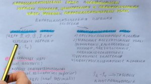 Билет 033. ПАРАСИМПАТИЧЕСКИЙ ОТДЕЛ ВЕГЕТАТИВНОЙ НЕРВНОЙ СИСТЕМЫ.