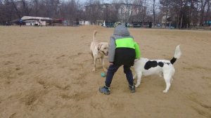 Labrador Troy (2 years) & his friends | Лабрадор Трой и его друзья 2022