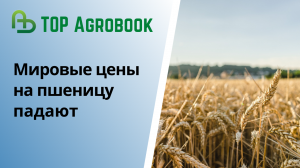 Мировые цены на пшеницу падают | TOP Agrobook: обзор аграрных новостей