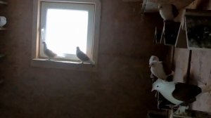 КРАСНОДАРСКИЕ ГОЛУБИ ГОЛУБЕВОДА ВАСИЛИЯ ИВАНОВИЧА.