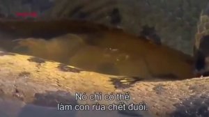 Гигантская Анаконда Найден В Реке Амазонке, Самой Большой Змеи Питона На