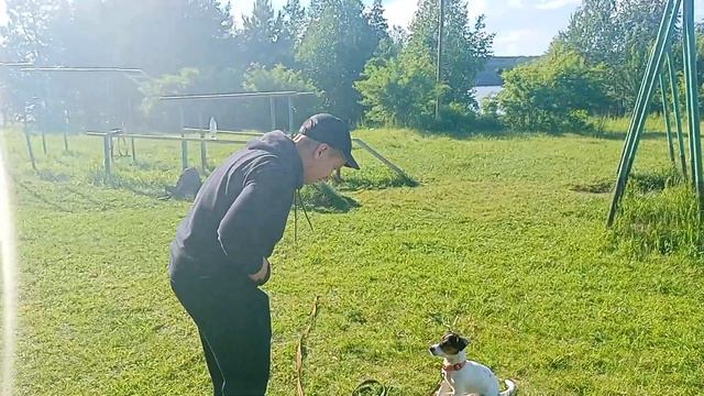 Дрессура собак. Город Реж Свердловской области. смотреть онлайн