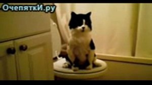 Кошка писает