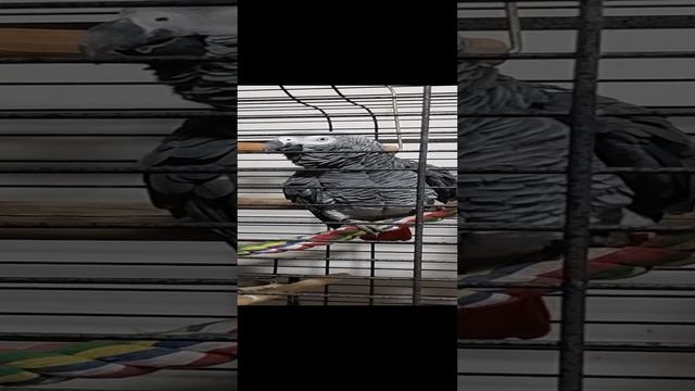 Говорящий попугай Кирюша (Жако)