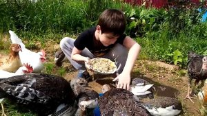 Кормление цесарок и индюков картошкой. Чем кормить птиц? Комбикормом ПК5 и картошкой.