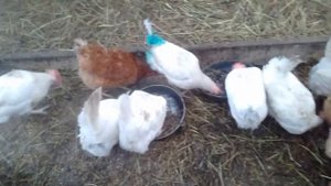 ?Мои закаленные куры в теплице зимой ...