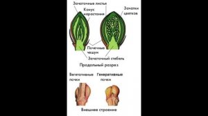 Биология 6 класс «Побег,листорасположение,почка и её строение??☘️