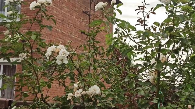 Второе и первое цветение плетистых роз. Сравниваем. смотреть онлайн