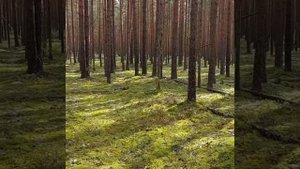 Сосновый бор в Ленинградской области в сентябре, идём за грибами