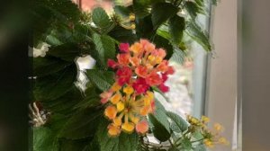 MY FALL SUNROOM FLOWERS!!