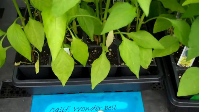 California Wonder Bell Pepper - SKC Garden Center смотреть онлайн