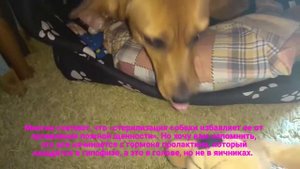 Ложная беременность у собаки)