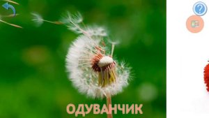 Карточки Домана Цветы