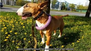 Собака бультерьер: характеристика породы