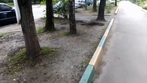 Грибы в городе