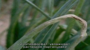 Как получить богатый урожай лука батуна: выращивание и уход, фото овоща