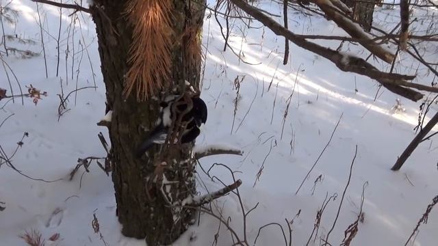 Охота на куницу капканами. смотреть онлайн