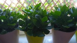 Каланхоэ  в групповой посадке. Обзор