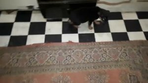 Двух щенят выкинули на КЛАДБИЩЕ в мороз‼️‼️‼️