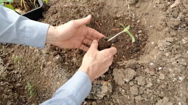 Укорачивание огурцов смотреть онлайн