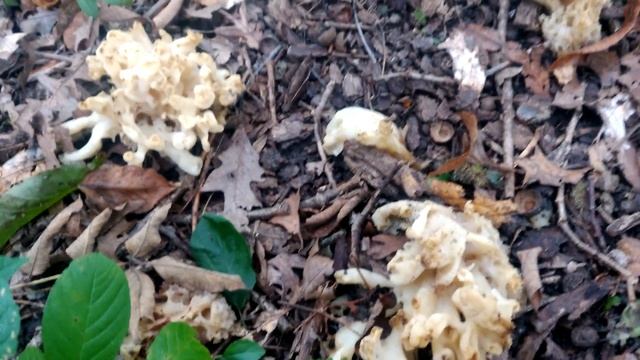 False jelly Coral Mushroom смотреть онлайн