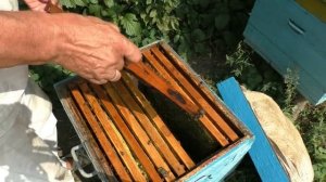 СЕКРЕТЫ подготовки ПЧЕЛ на ЗИМУ. Наращивание семей.