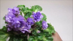 WATER NYMPH - African Violet Review