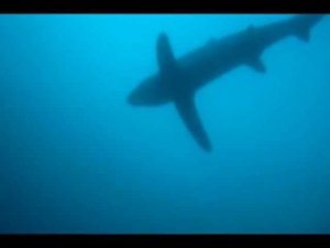 Thresher shark