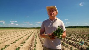 Секреты производства качественного картофеля от компании Bayer