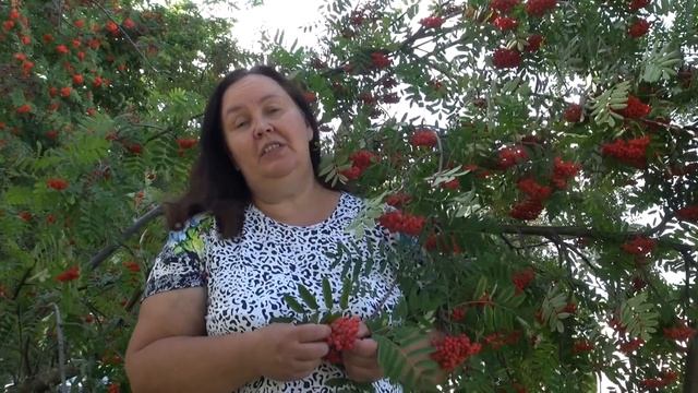 РЯБИНА СИБИРСКАЯ || Полезные свойства и применение