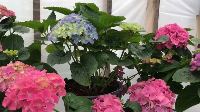 Гортензия крупнолистная Эрли Блю смотреть онлайн