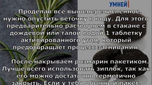Как вырастить РОЗМАРИН дома? Простая инструкция