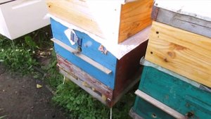 июнь на пасеке  -  обработка пчел от клеща Варроа