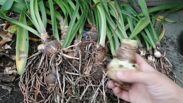 НЕ руководство(эксперимент) Гиппеаструм (Амариллис): укладываю на зимовку смотреть онлайн