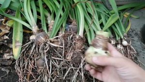 НЕ руководство(эксперимент) Гиппеаструм (Амариллис): укладываю на зимовку