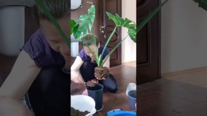 Пересадка монстеры. Еще показываю, почему выгоднее укоренять верхушку, а не прикорневую детку.