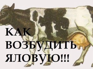 Как покрыть яловую корову. За лекарством для КРС в Москву.
