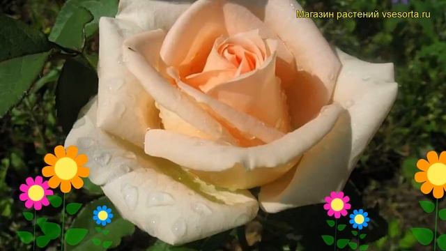 Роза чайно-гибридная Осиана. Краткий обзор, описание характеристик, где купить саженцы Osiana смотреть онлайн